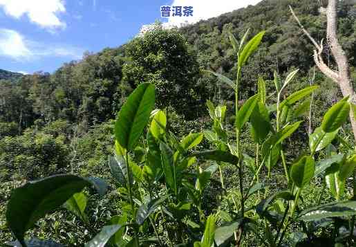 普洱茶：人工种植还是自然生长？探讨其种植方法与起因