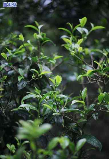 普洱茶：人工种植还是自然生长？探讨其种植方法与起因