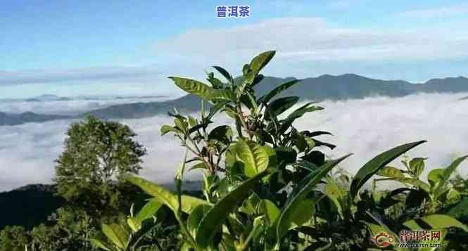 探究云南保山普洱茶的特别特点与魅力