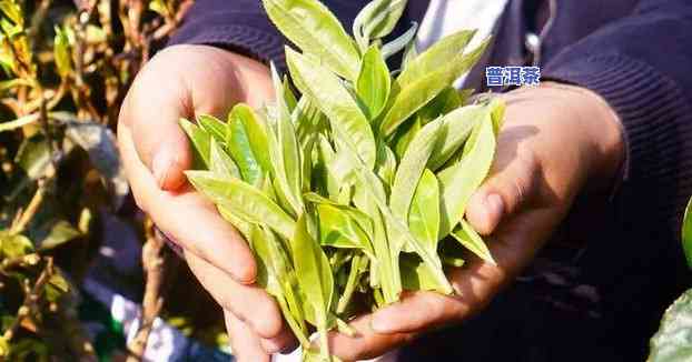 普洱茶新鲜茶叶多少钱一斤啊，想熟悉普洱茶新鲜茶叶的价格吗？一斤大约需要多少呢？