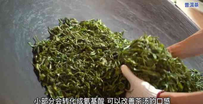 普洱茶中的黄金蛋白含量高吗，探究普洱茶中的黄金蛋白含量：是不是真的高？