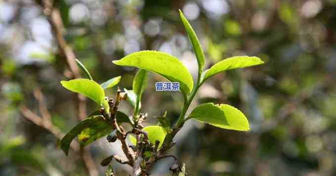 云南昆明普洱茶：探寻茶文化的源头与市场动态