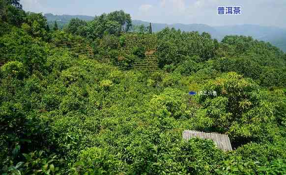 云南是世界更大普洱茶基地吗，揭秘：云南是不是为世界更大的普洱茶基地？