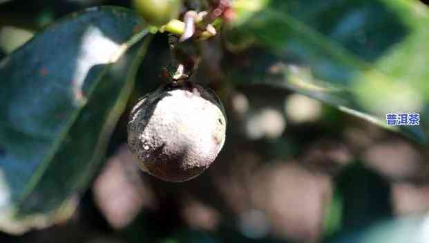 普洱茶果能否在土中种植？详细解析