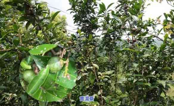 普洱茶果能不能种植-普洱茶果能不能种植呢