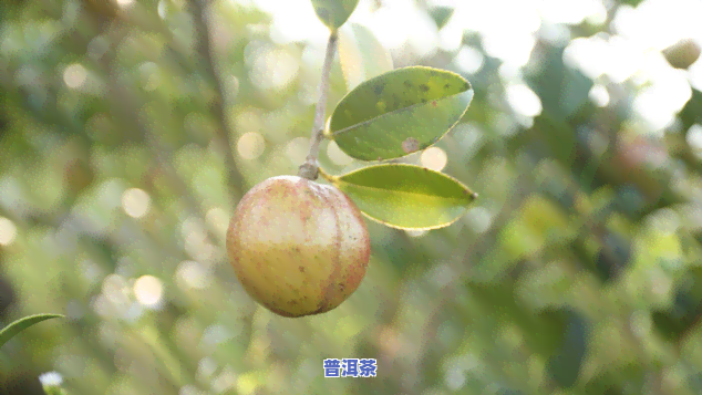 普洱茶果能不能种植-普洱茶果能不能种植呢