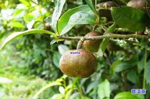 普洱茶果能不能种植-普洱茶果能不能种植呢