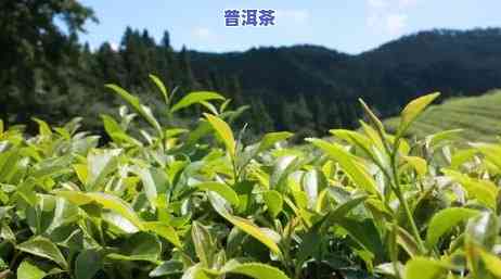 普洱茶销量直播排名前十名-普洱茶销量直播排名前十名有哪些