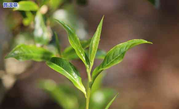 普洱茶要先洗再泡吗？起因解析视频