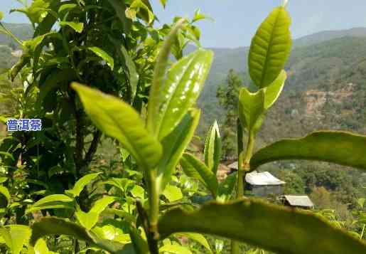 永德县秀林普洱茶厂果敢茶：地道临沧特产，口感醇厚，回味无穷