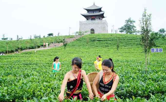 云南现在可以兴办普洱茶厂吗？开放情况怎样？