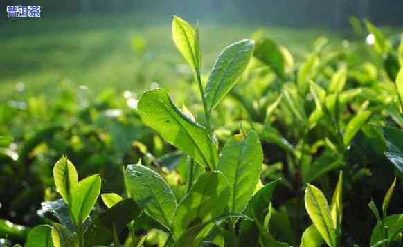 普洱茶种植条件：详细请求与必备要素