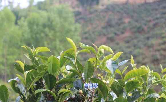 普洱茶种植什么好种-普洱茶种植什么好种活