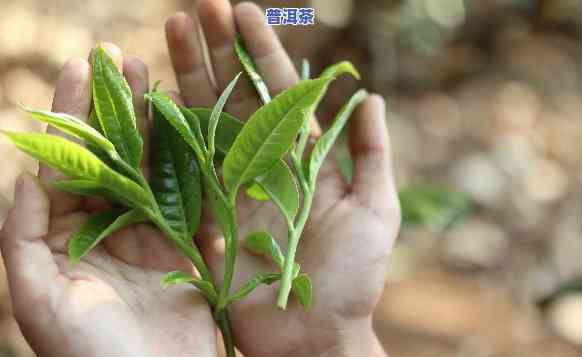 普洱茶种植什么好种-普洱茶种植什么好种活