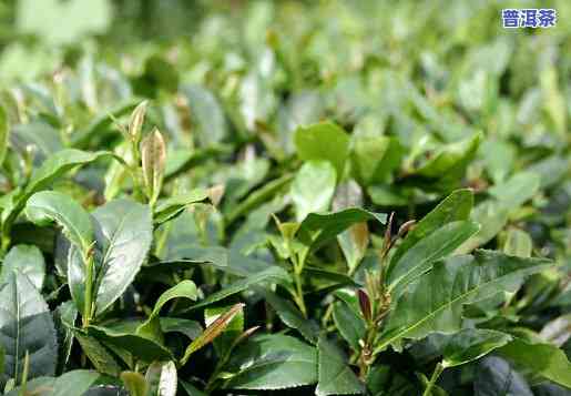 普洱茶种植什么好种-普洱茶种植什么好种活