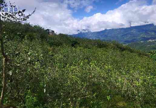 云南临沧：揭秘普洱茶种植地，一探究竟