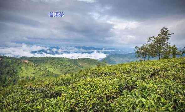 云南临沧种植普洱茶-云南临沧种植普洱茶的地方