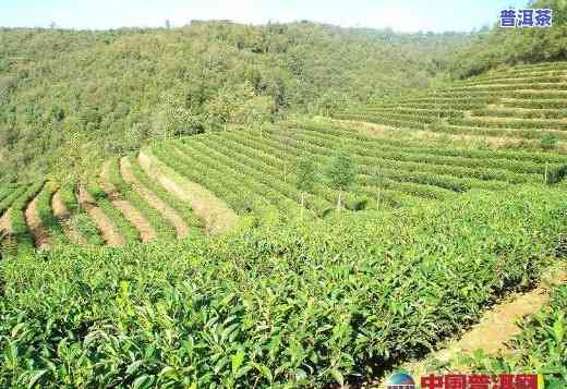 云南临沧种植普洱茶-云南临沧种植普洱茶的地方