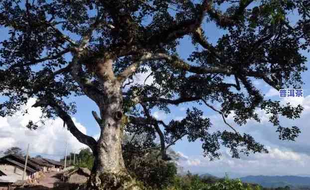 普洱茶曼松王子山和背阴山-普洱茶曼松王子山和背阴山哪个好喝