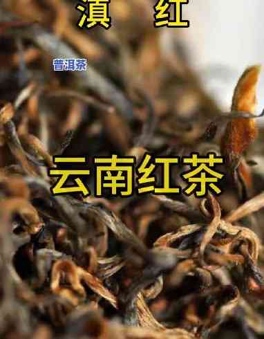 滇红红：古树红茶的代表品种