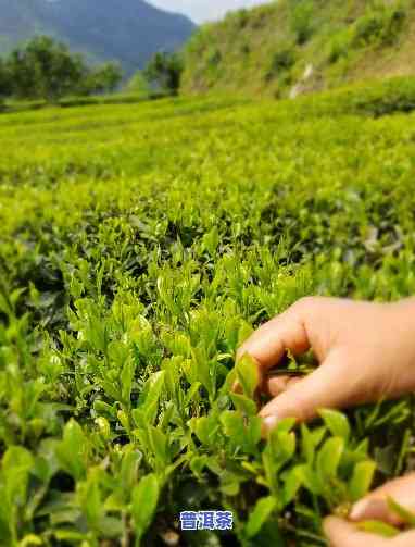 怀化卖茶叶的地方，寻找好茶？来怀化！探索最全茶叶销售地点