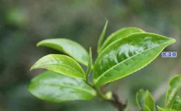 普洱茶属于有机食品吗，探究普洱茶的有机身份：它真的属于有机食品吗？