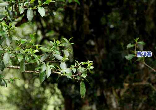 母树茶普洱茶(生茶)：保存方法与分类解析