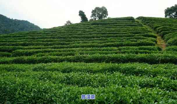 普洱茶种植土壤疑问有哪些，探究普洱茶种植的土壤疑问