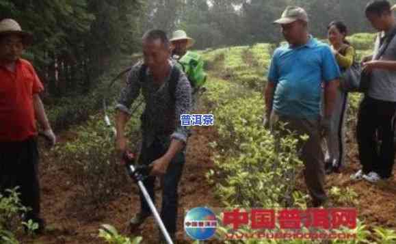 深入探究普洱茶种植土壤疑问：一项全面的研究报告