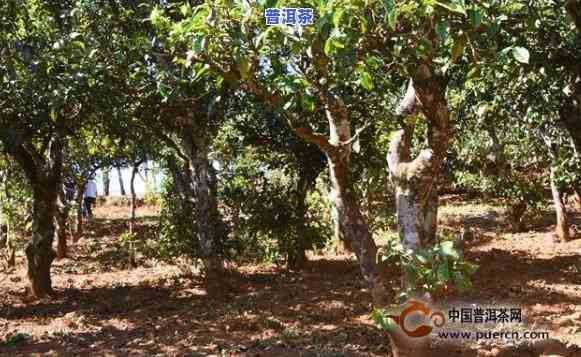 普洱茶种植土壤疑问-普洱茶种植土壤疑问有哪些