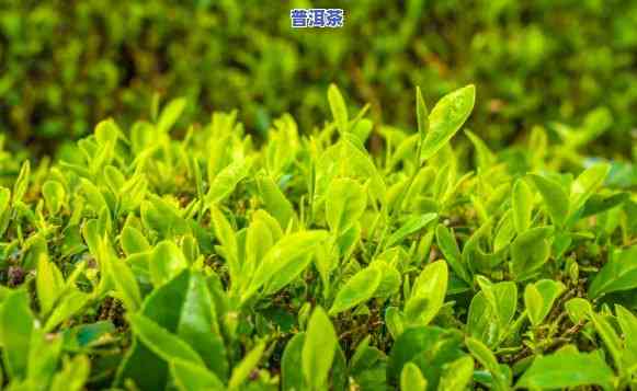 普洱茶种植土壤疑问-普洱茶种植土壤疑问有哪些