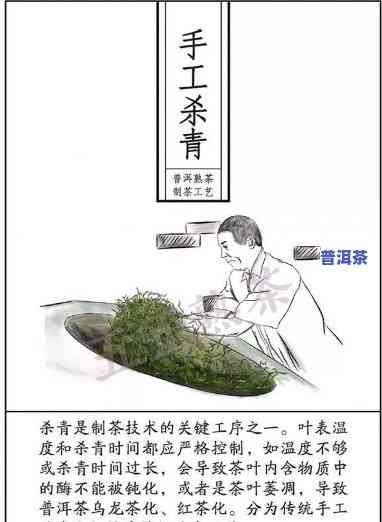 普洱茶熟茶加工工序：详细解析其制作工艺