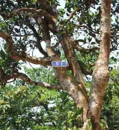 卫东普洱茶的树龄有多少年-卫东普洱茶的树龄有多少年了