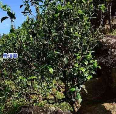 卫东普洱茶的树龄有多少年-卫东普洱茶的树龄有多少年了