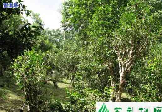 卫东普洱茶的树龄有多少年-卫东普洱茶的树龄有多少年了