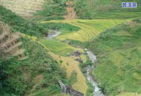 临沧勐库普洱茶基地直播间电话号码是多少？