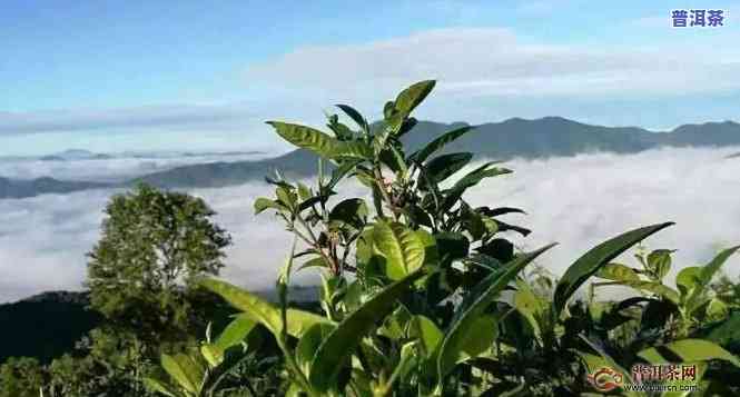 临沧勐库普洱茶的特别特点与口感解析