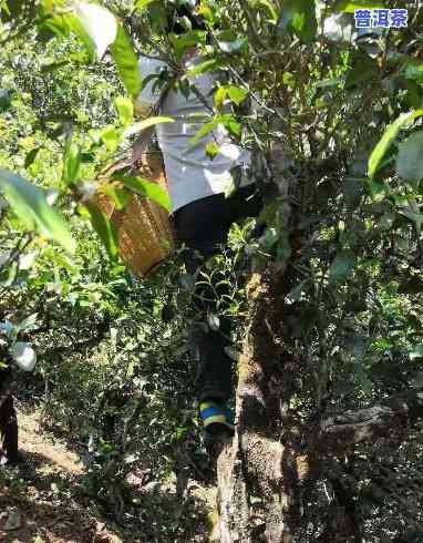 临沧勐库普洱茶的特别特点与口感解析