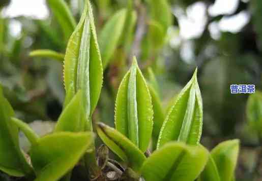 赞美古树普洱茶词句-赞美古树普洱茶词句大全