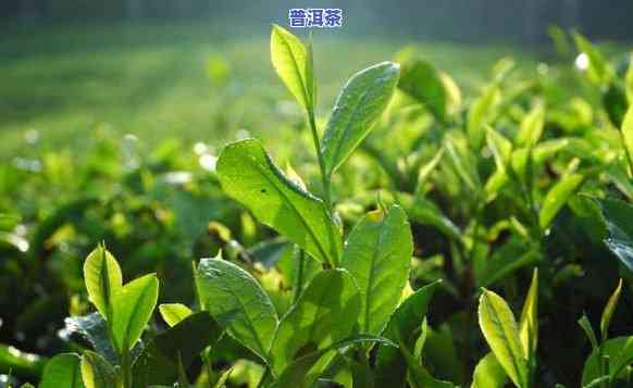 广东能否种茶树？探讨其可行性与季节限制