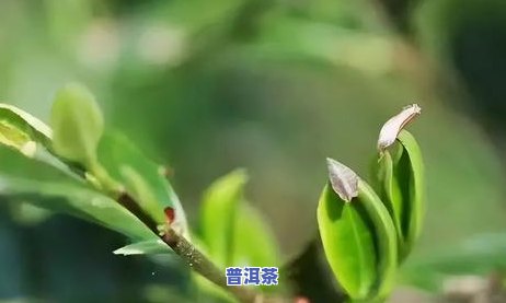 广东能种植普洱茶吗-广东能种植普洱茶吗现在