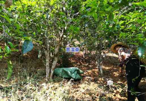 普洱茶的种植方法详解：技术与视频全攻略