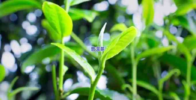 普洱茶水可以浇植物吗，普洱茶水：适合用来浇灌植物吗？