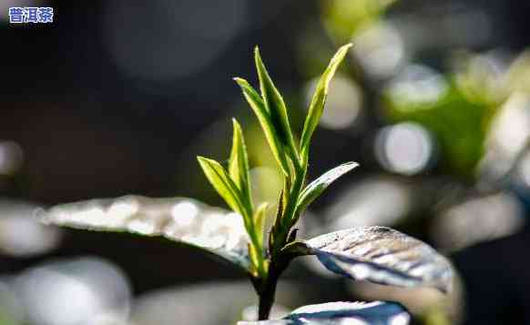 普洱茶水可以浇植物吗，普洱茶水：适合用来浇灌植物吗？