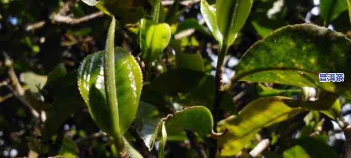 普洱茶水可以浇植物吗，普洱茶水：适合用来浇灌植物吗？