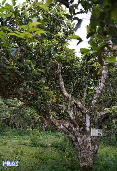 云南平西王府普洱茶古树茶王：价格、品质与生态茶园全面解析