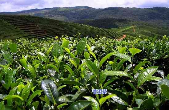 云南平西王府普洱茶古树茶王：价格、品质与生态茶园全面解析