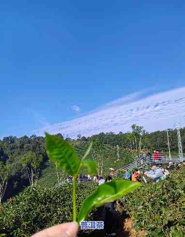 深圳普洱茶场，探索深圳普洱茶场：茶叶爱好者的天堂