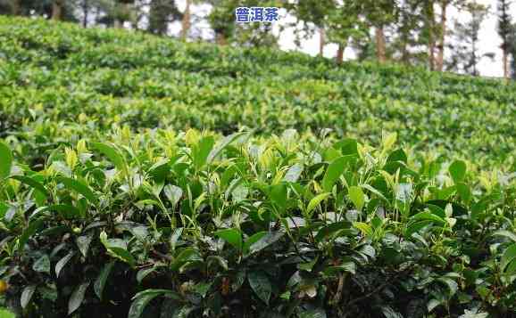 云南大叶种普洱茶好吗，探究云南大叶种普洱茶的品质：是不是真的好？