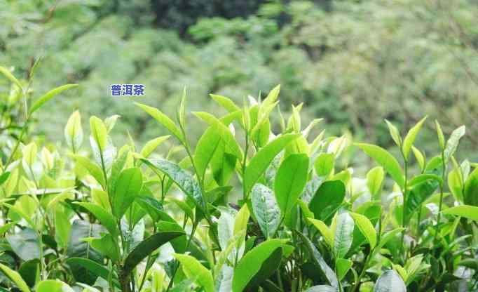 云南大叶种普洱茶好？详解其特点与优劣